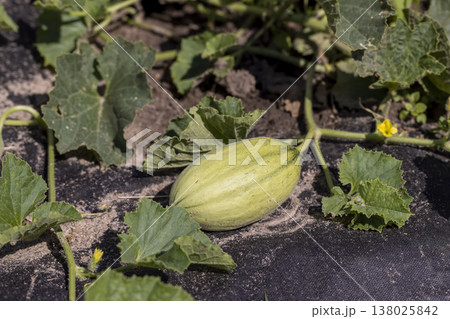 a small green melon fruit grown in a cold climate in the open ground without a greenhouse, growing thermophilic plants in a cold climate in Europe, the fruit is small and grows in the field a small green melon fruit grown in a cold climate in the open ground without a greenhouse, growing thermophilic plants in a cold climate in Europe, the fruit is small and grows in the field 138025842