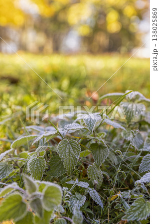 the green grass and yellow foliage of the trees are covered with white frost after the first night frosts in the autumn season, park and the grass is covered with frost, on some plants the frost has the green grass and yellow foliage of the trees are covered with white frost after the first night frosts in the autumn season, park and the grass is covered with frost, on some plants the frost has 138025869