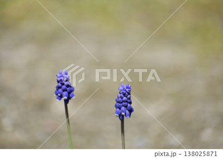 ムスカリの花 138025871