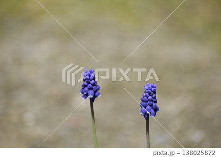 ムスカリの花 138025872
