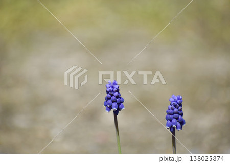 ムスカリの花 ムスカリの花 138025874