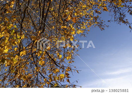 birch foliage in the autumn season against the background of the blue sky in sunny weather 138025881
