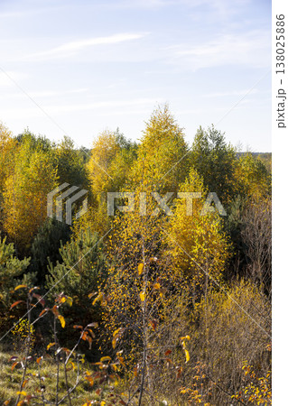 colorful foliage of deciduous trees, yellow foliage of birch trees in the autumn season before sunset , beautiful foliage of trees before leaf fall colorful foliage of deciduous trees, yellow foliage of birch trees in the autumn season before sunset , beautiful foliage of trees before leaf fall 138025886