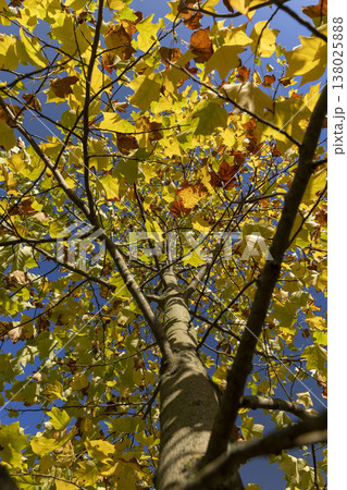 bright yellow and orange foliage of the tulip tree in the autumn season, bright sunny weather in the park with beautiful yellow leaves on the branches of the tree, against the blue sky bright yellow and orange foliage of the tulip tree in the autumn season, bright sunny weather in the park with beautiful yellow leaves on the branches of the tree, against the blue sky 138025888