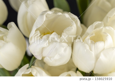 a bouquet of beautiful white fresh tulips in spring, beautiful white flowers tulips collected in a gift bouquet for the holiday 138025910