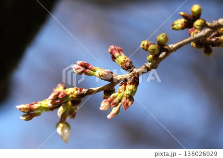 春を待つ桜の蕾 春を待つ桜の蕾 138026029