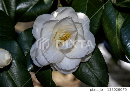 純白に咲くツバキ【ツバキ科】 138026070
