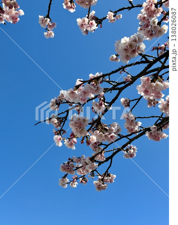 大寒桜 大寒桜 138026087