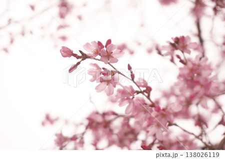 春の光を浴びるしだれ桜 春の光を浴びるしだれ桜 138026119