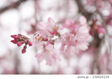 春の淡いピンクの花 シダレザクラ 春の淡いピンクの花 シダレザクラ 138026120