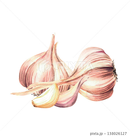 Garlic. Watercolor two whole bulb with cloves. Realistic vegetables hot seasoning hand drawn illustration on isolated white background. Aromatic culinary herb, flavour for food, menu, recipe design. Garlic. Watercolor two whole bulb with cloves. Realistic vegetables hot seasoning hand drawn illustration on isolated white background. Aromatic culinary herb, flavour for food, menu, recipe design. 138026127