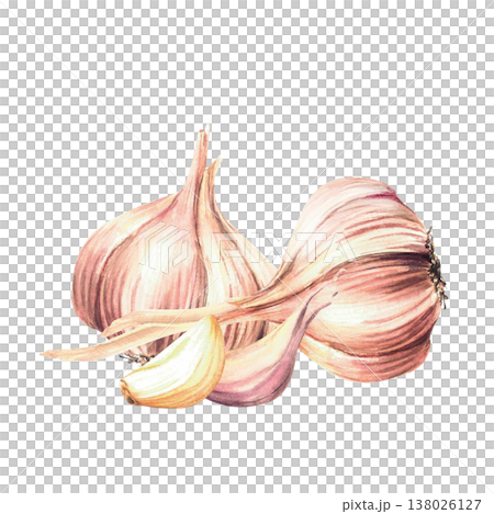 Garlic. Watercolor two whole bulb with cloves. Realistic vegetables hot seasoning hand drawn illustration on isolated white background. Aromatic culinary herb, flavour for food, menu, recipe design. Garlic. Watercolor two whole bulb with cloves. Realistic vegetables hot seasoning hand drawn illustration on isolated white background. Aromatic culinary herb, flavour for food, menu, recipe design. 138026127