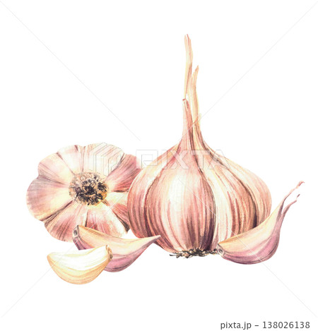 Watercolor Garlic. Whole vegetables bulb with cloves. Realistic beige purple hand drawn illustration isolated from background. Aromatic culinary herb, seasoning for food, menu, recipe. Allium sativum. Watercolor Garlic. Whole vegetables bulb with cloves. Realistic beige purple hand drawn illustration isolated from background. Aromatic culinary herb, seasoning for food, menu, recipe. Allium sativum. 138026138