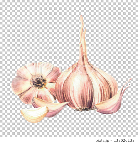 Watercolor Garlic. Whole vegetables bulb with cloves. Realistic beige purple hand drawn illustration isolated from background. Aromatic culinary herb, seasoning for food, menu, recipe. Allium sativum. Watercolor Garlic. Whole vegetables bulb with cloves. Realistic beige purple hand drawn illustration isolated from background. Aromatic culinary herb, seasoning for food, menu, recipe. Allium sativum. 138026138