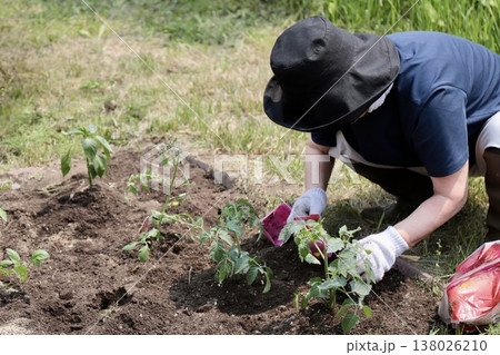 家庭菜園に野菜の苗を植えている70歳代女性 家庭菜園に野菜の苗を植えている70歳代女性 138026210