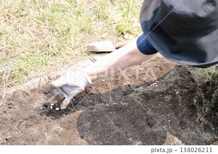 家庭菜園でインゲンの種を植える70歳代女性の手元 家庭菜園でインゲンの種を植える70歳代女性の手元 138026211