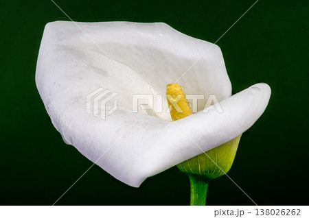 White Calla Lily Flower Macro With Yellow Spadix And Dew 138026262