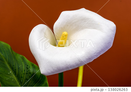 White Calla Lily Flower Macro With Yellow Spadix Dew 138026263