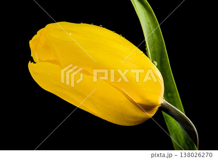 Yellow Tulip Flower with Water Drops Isolated on Black Background Yellow Tulip Flower with Water Drops Isolated on Black Background 138026270