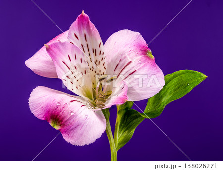 Pink Alstroemeria Flowers Bouquet Isolated on a Purple Background Pink Alstroemeria Flowers Bouquet Isolated on a Purple Background 138026271
