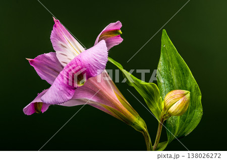Beautiful Pink Alstroemeria Flowers with Water Drops on Green Background Beautiful Pink Alstroemeria Flowers with Water Drops on Green Background 138026272