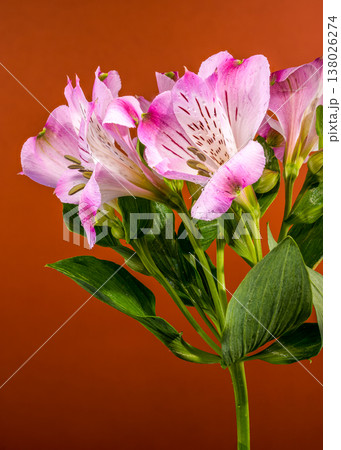 Pink Alstroemeria Flowers Bouquet with Water Drops on Brown Background Pink Alstroemeria Flowers Bouquet with Water Drops on Brown Background 138026274