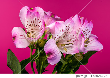 Pink Alstroemeria Bouquet with Water Drops on Magenta Background Pink Alstroemeria Bouquet with Water Drops on Magenta Background 138026276