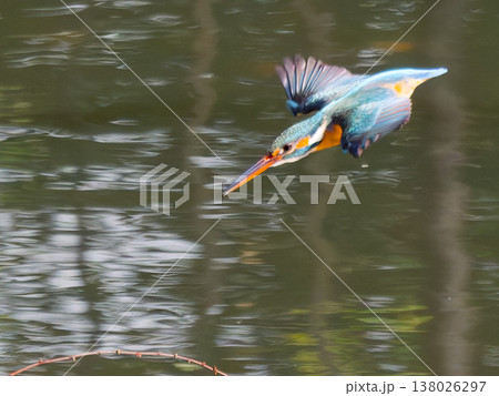 カワセミの飛び込み瞬間 Kingfisher diving action in mid air 138026297