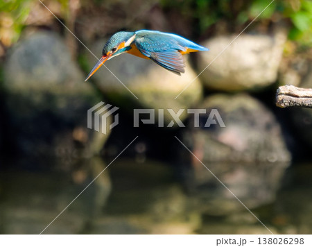 カワセミの飛び込み瞬間 Kingfisher diving action in mid air 138026298