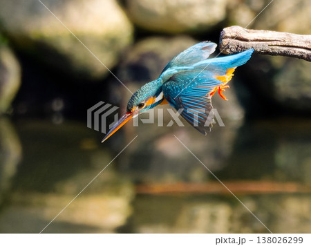 カワセミの飛び込み瞬間 Kingfisher diving action in mid air カワセミの飛び込み瞬間 Kingfisher diving action in mid air 138026299