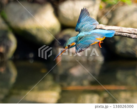 カワセミの飛び込み瞬間 Kingfisher diving action in mid air カワセミの飛び込み瞬間 Kingfisher diving action in mid air 138026300