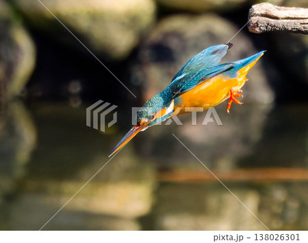 カワセミの飛び込み瞬間 Kingfisher diving action in mid air 138026301