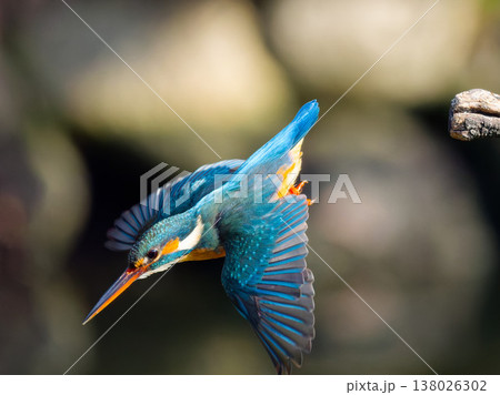 カワセミの飛び込み瞬間 Kingfisher diving action in mid air カワセミの飛び込み瞬間 Kingfisher diving action in mid air 138026302