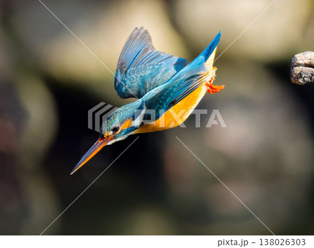 カワセミの飛び込み瞬間 Kingfisher diving action in mid air 138026303