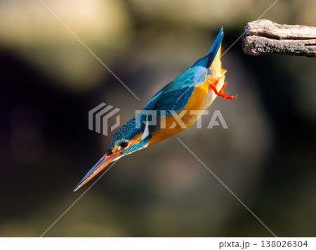 カワセミの飛び込み瞬間 Kingfisher diving action in mid air 138026304