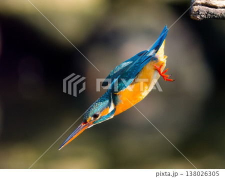 カワセミの飛び込み瞬間 Kingfisher diving action in mid air 138026305