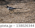 地面を走るハクセキレイ 138026344