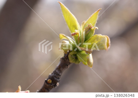 かりんの木新芽 138026348