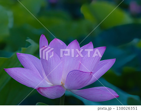 美しい蓮の花 138026351