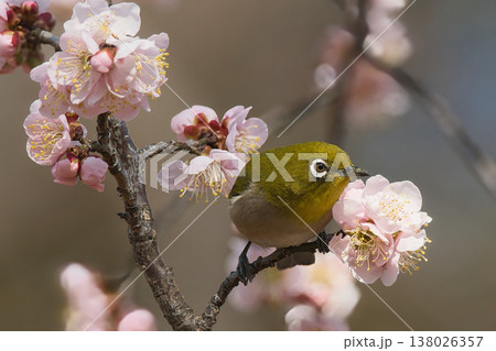 梅の花の蜜を吸うメジロ 138026357
