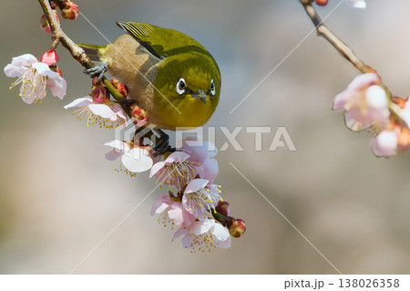 梅の花の蜜を吸うメジロ 138026358