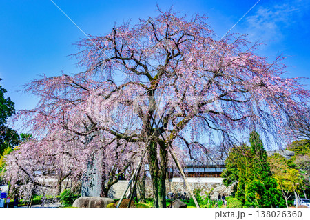 東京都　府中市　東郷寺（とうごうじ）　しだれ桜 138026360