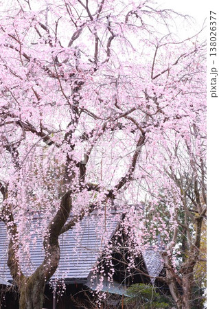 しだれ桜 138026377
