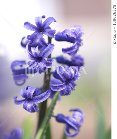 美しい球根の花ヒヤシンス 美しい球根の花ヒヤシンス 138026378