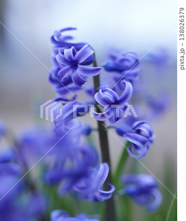 美しい球根の花ヒヤシンス 美しい球根の花ヒヤシンス 138026379