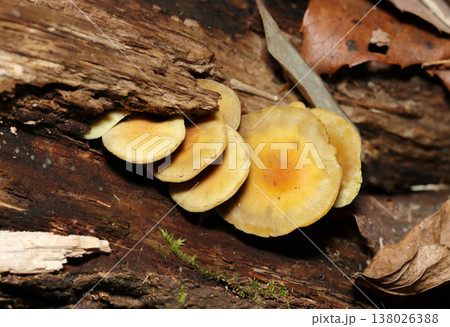 朽ち木と湿潤な土壌の間に危険な毒キノコのニガクリタケ（自然下茸類マクロ撮影） 138026388