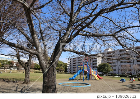 ソメイヨシノの開花を待つ公園 ソメイヨシノの開花を待つ公園 138026512