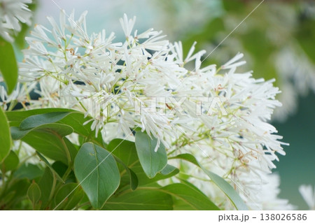 細長い花びらの花 ヒトツバタゴ 細長い花びらの花 ヒトツバタゴ 138026586