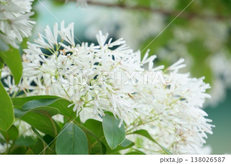 ヒトツバタゴ　細長い花びらの花 138026587