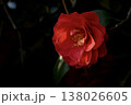 赤い椿 138026605
